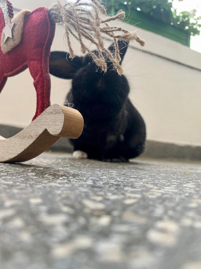 Forst-Haz Apartman エゲル エクステリア 写真